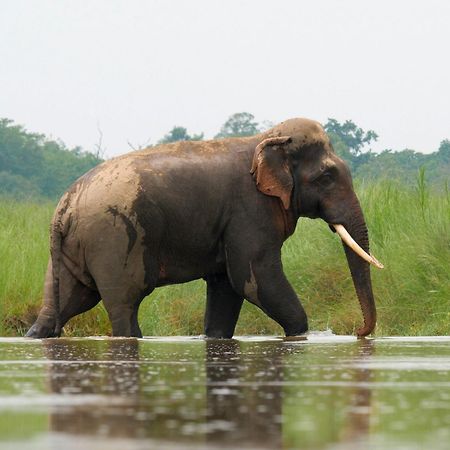 Family House - Bardia National Park Hotel Bardiya Exterior photo