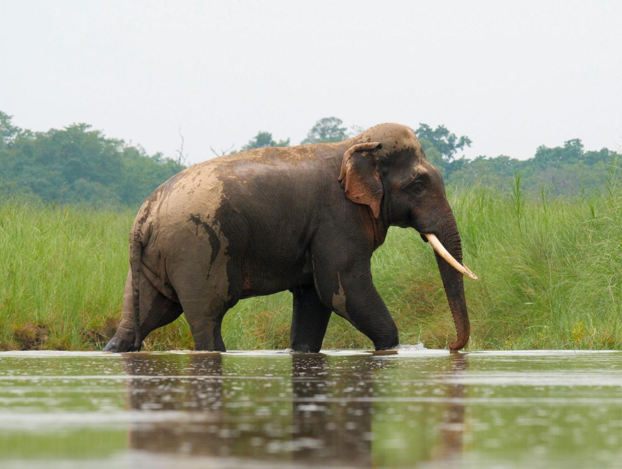 Family House - Bardia National Park Hotel Bardiya Exterior photo